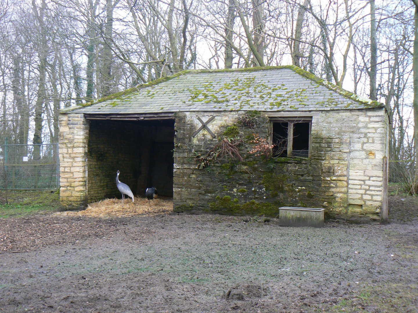 Cranes and 'House' - 11 March 2018