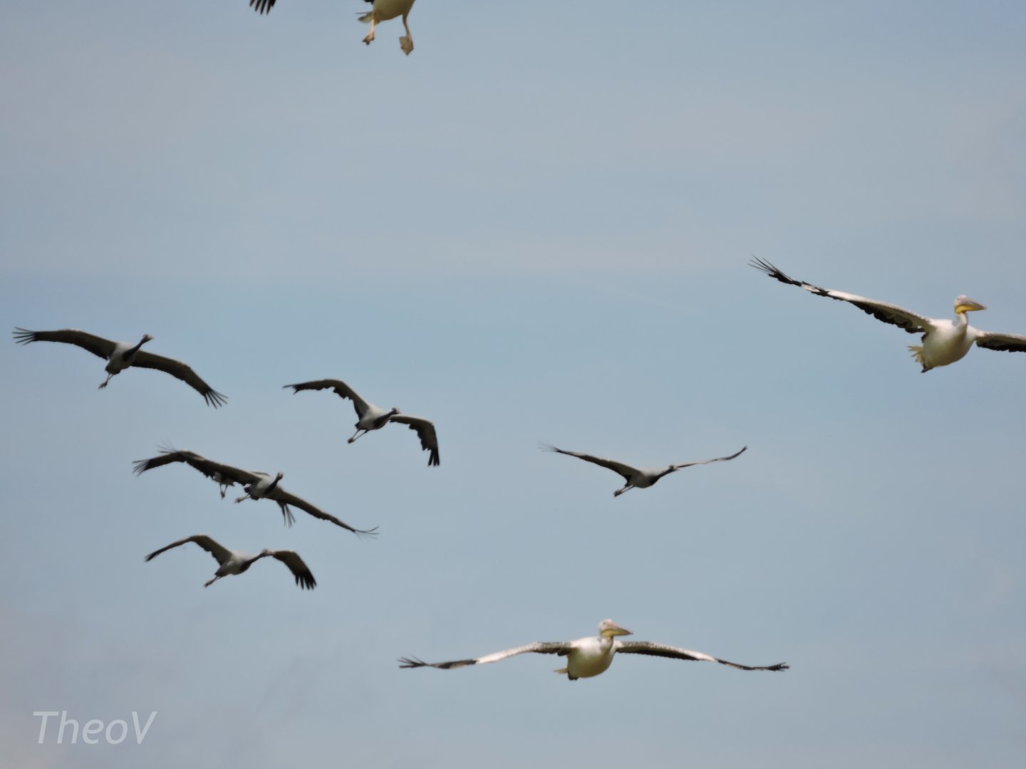 Cranes and pelicans - Flightshow [2015]