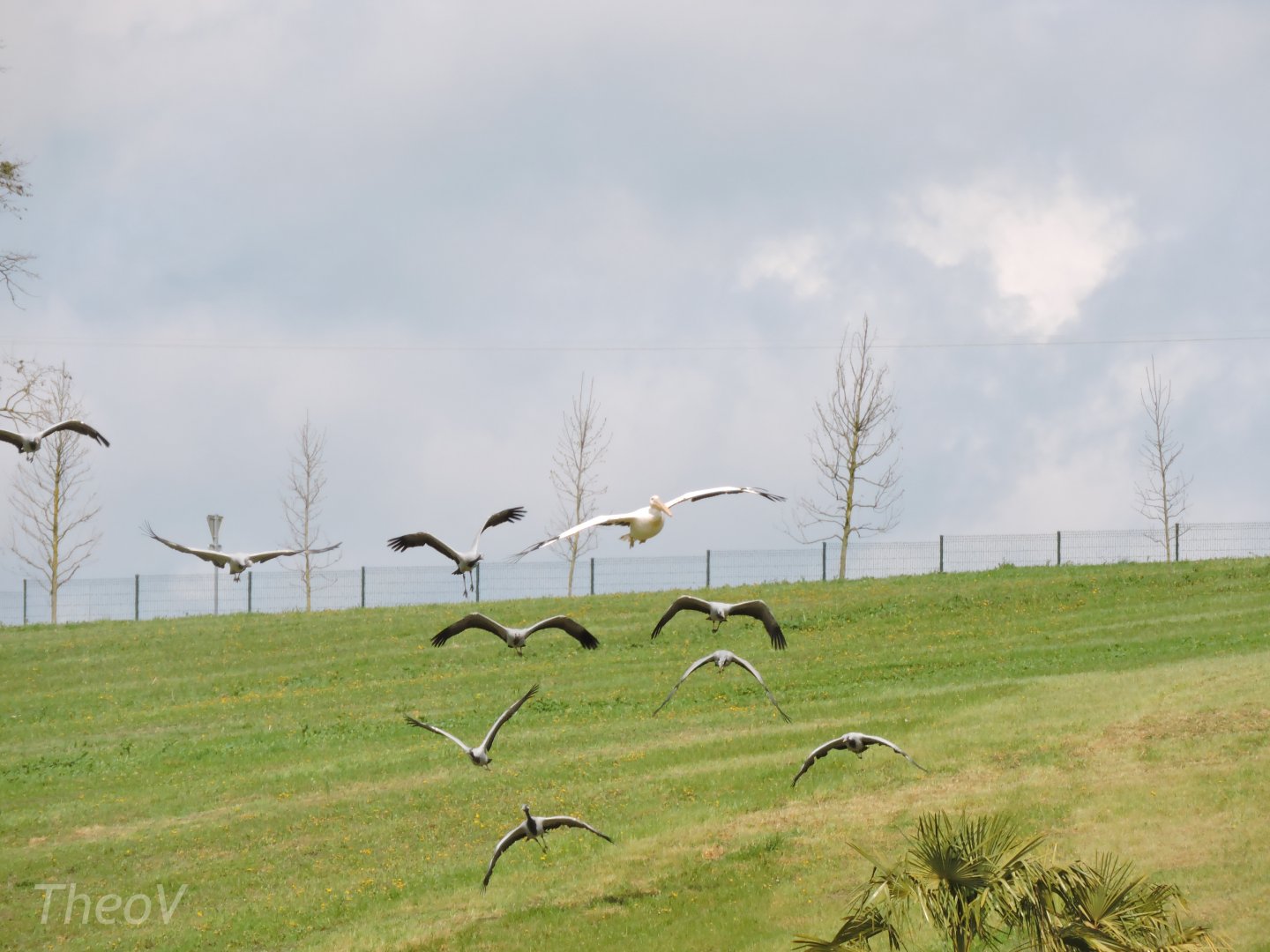 Cranes and pelicans - Flightshow [2015]