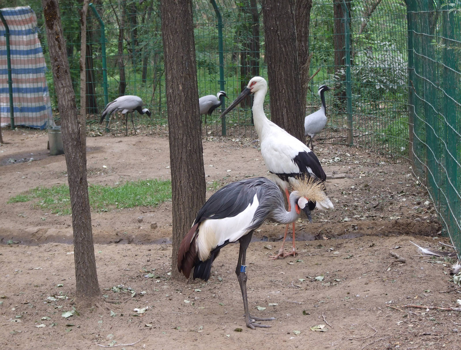Cranes and storks captive in self-driving zone