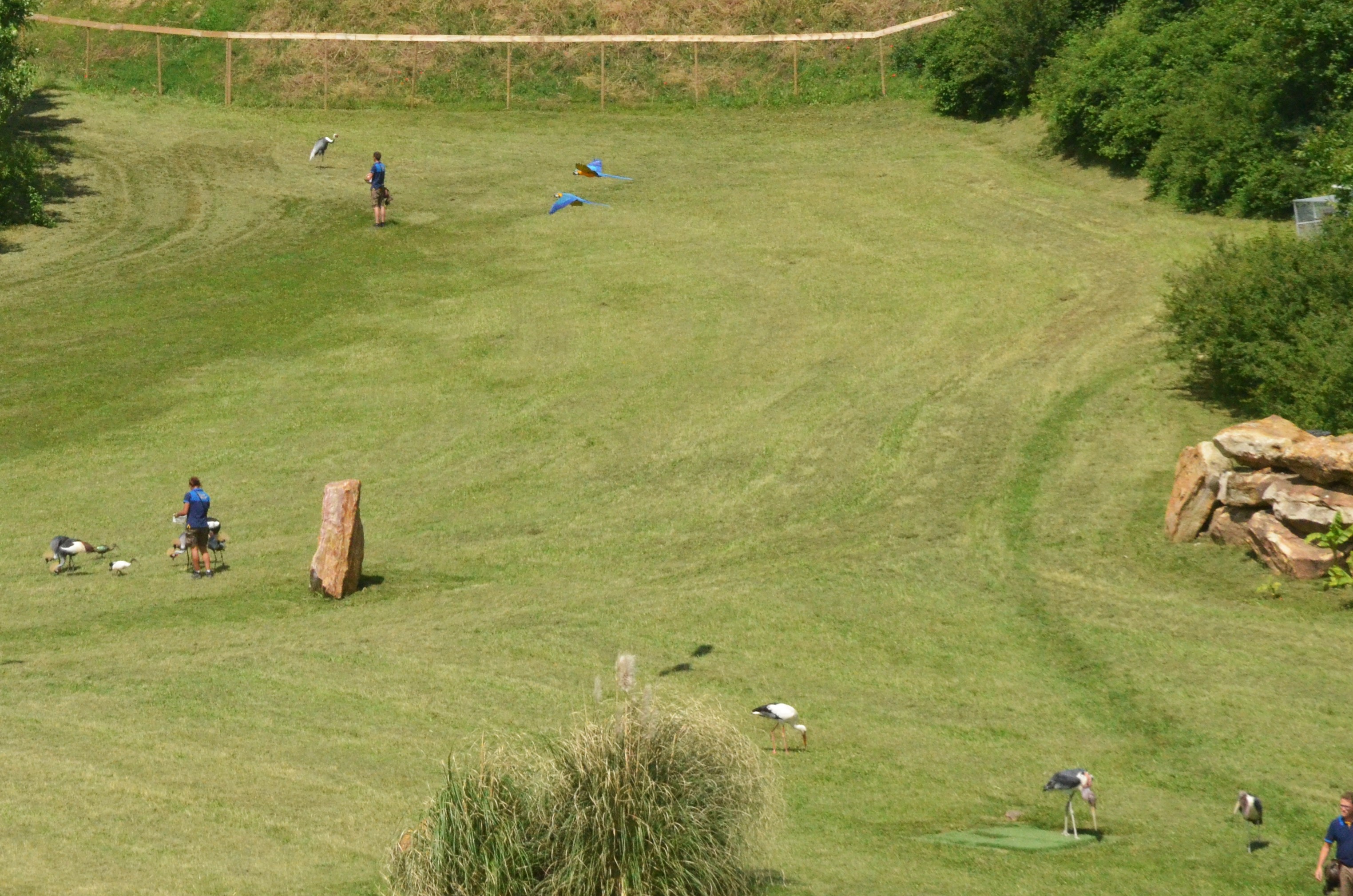Cranes and Storks - Les Maîtres des Airs at Beauval, 12/06/18