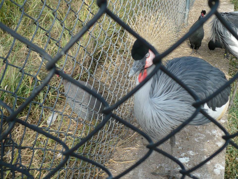 Cranes & Guineafowl