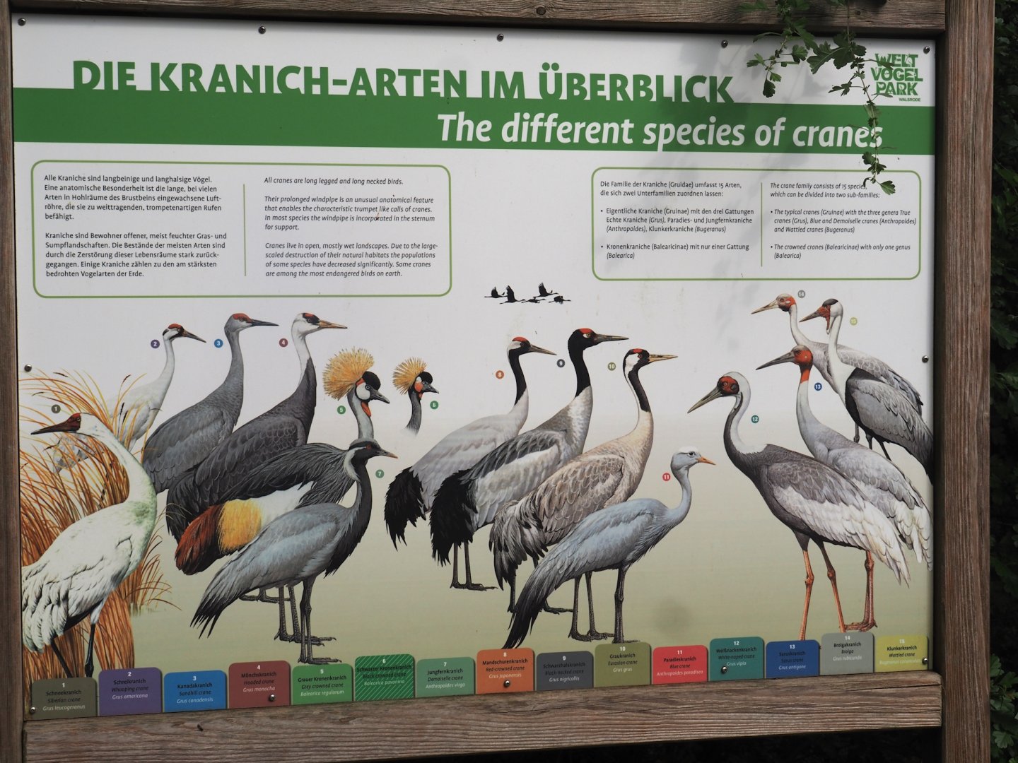 Cranes of the world signage, 2024-05-21