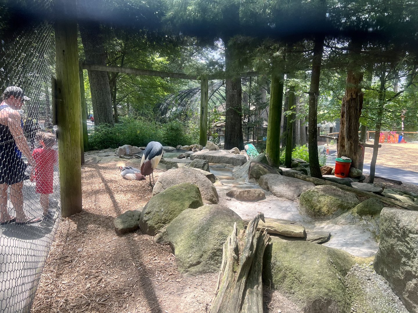 Cranes, Peacocks and other fowl