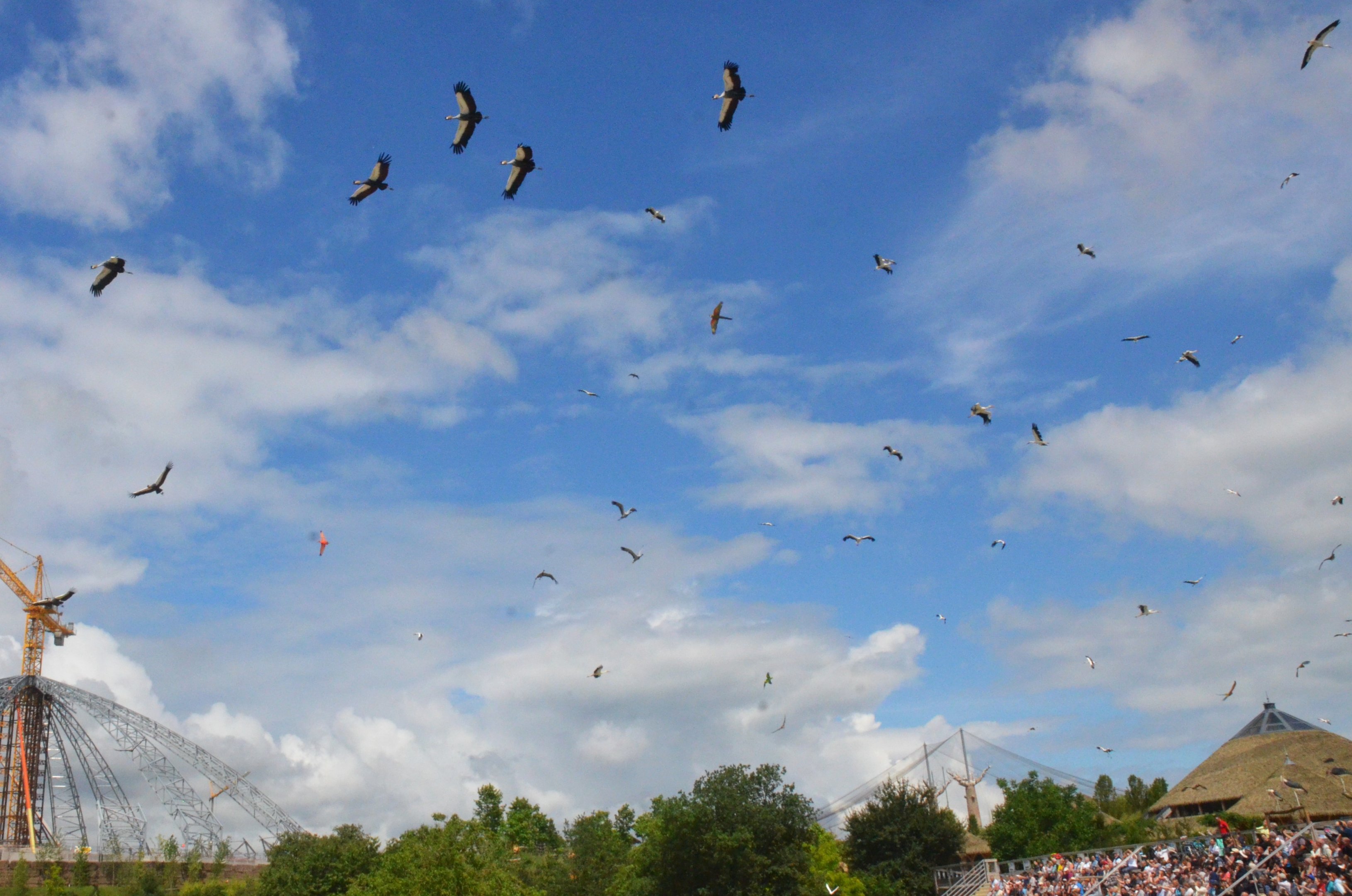 Cranes Take Flight - Les Maîtres des Airs at Beauval, 12/06/18