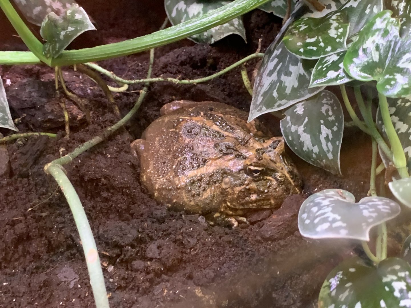 Cranwell's Horned Frog (?) at Northumberland College Zoo (2020)