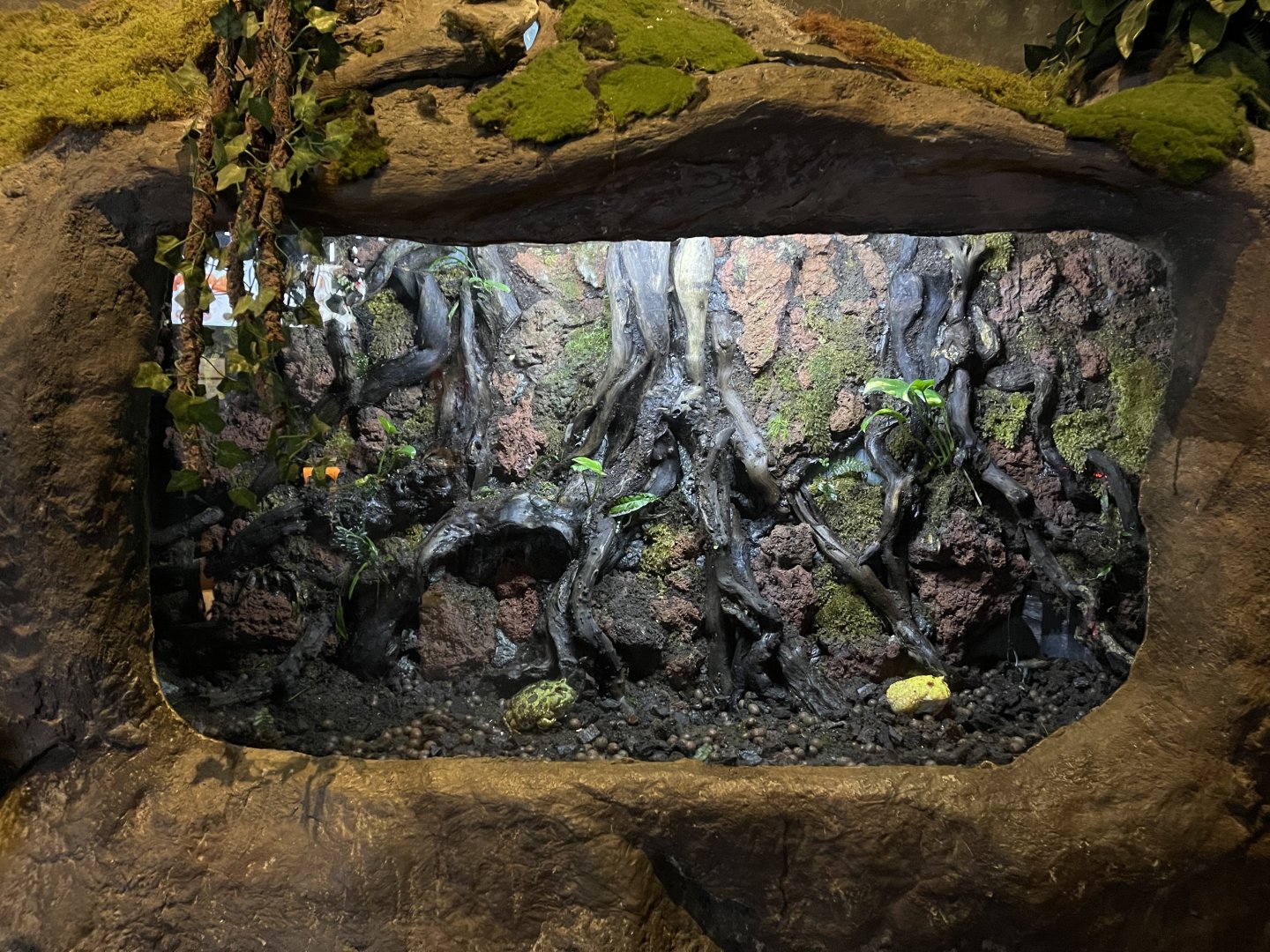 cranwell’s horned frog (ceraptophrys cranwelli) exhibit - BX Sea