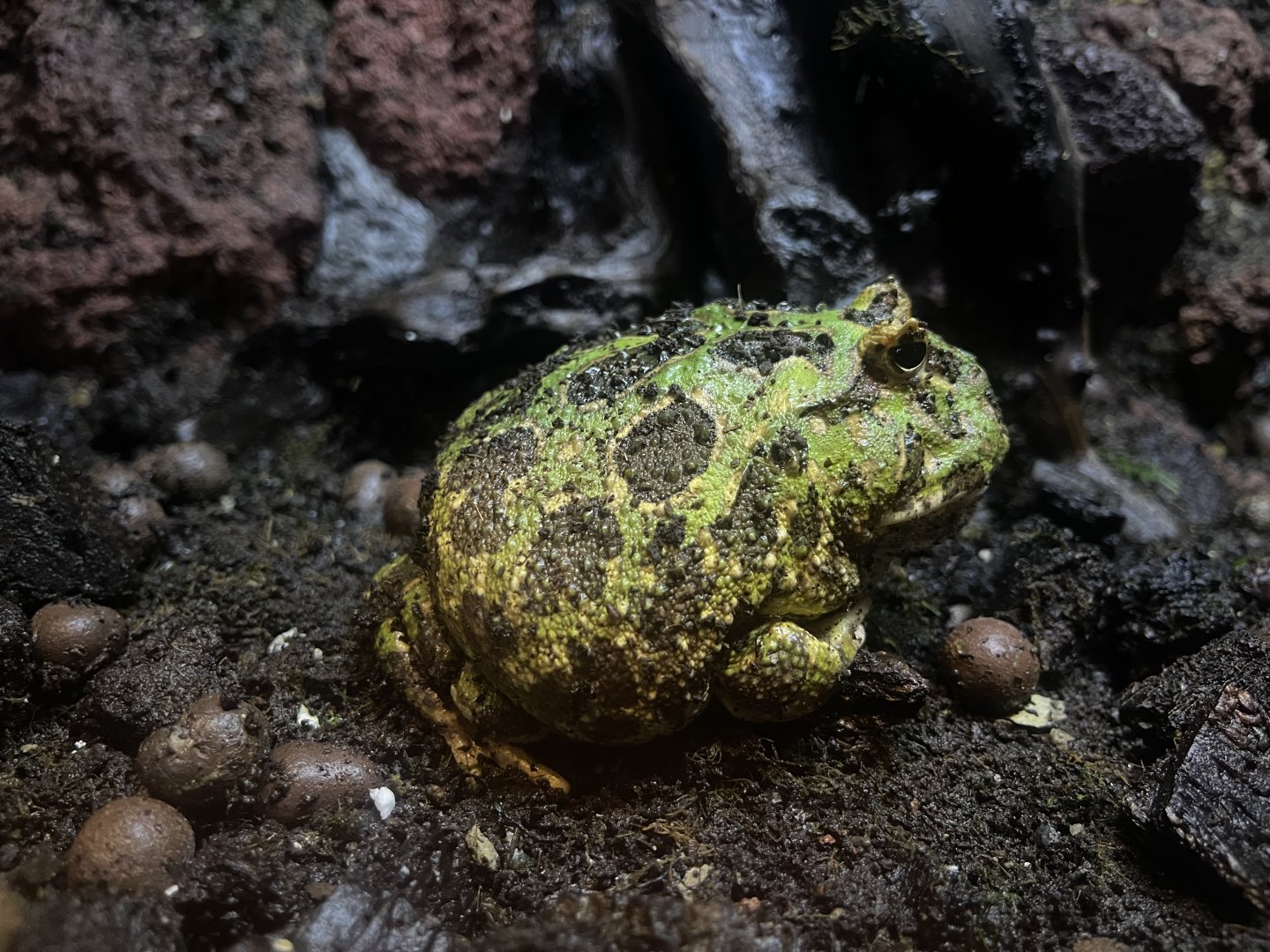 cranwell’s horned frog (ceratophrys cranwelli) (1) - BX Sea