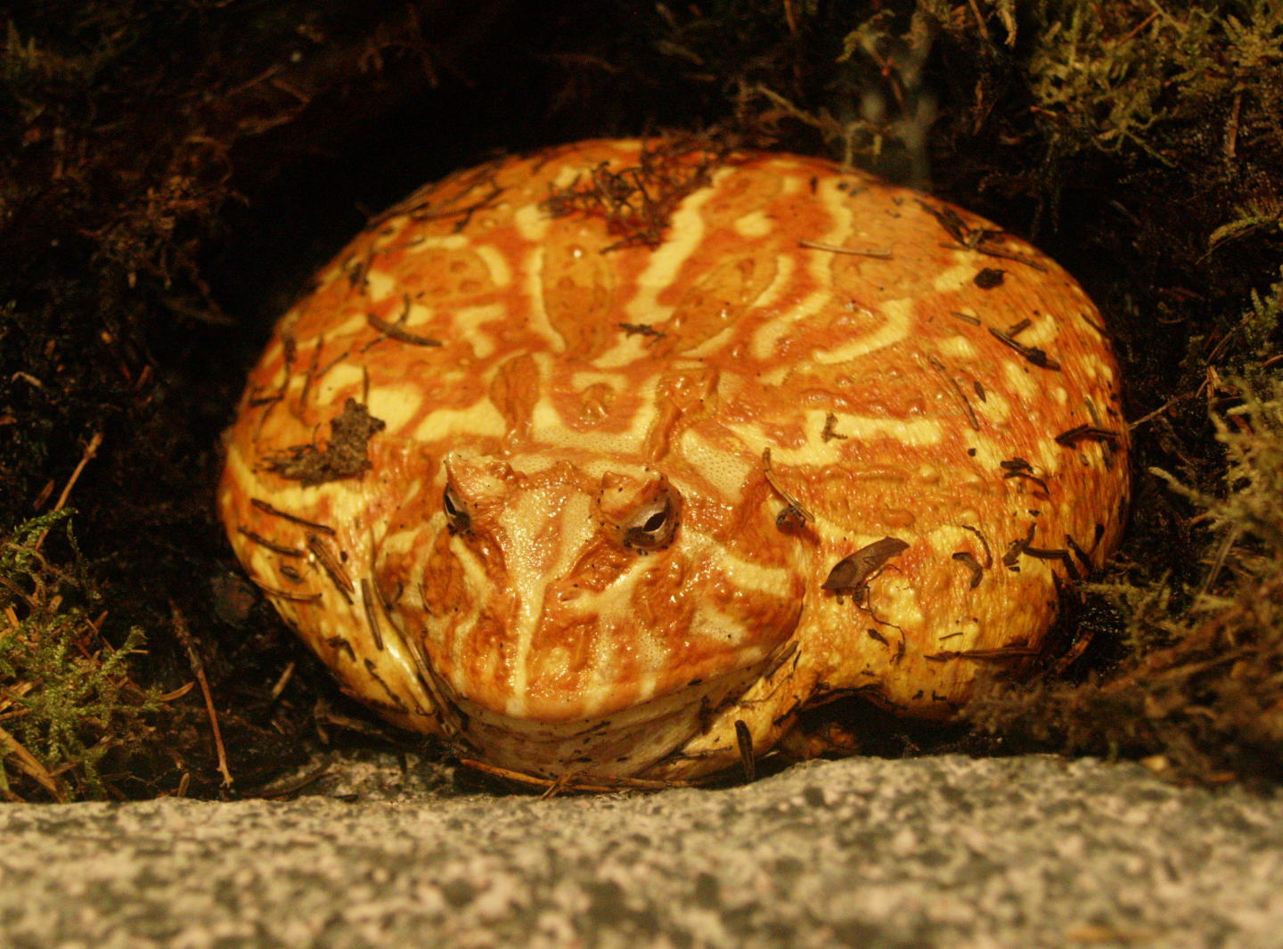Cranwell's horned frog (Ceratophrys cranwelli), 2009-04-14