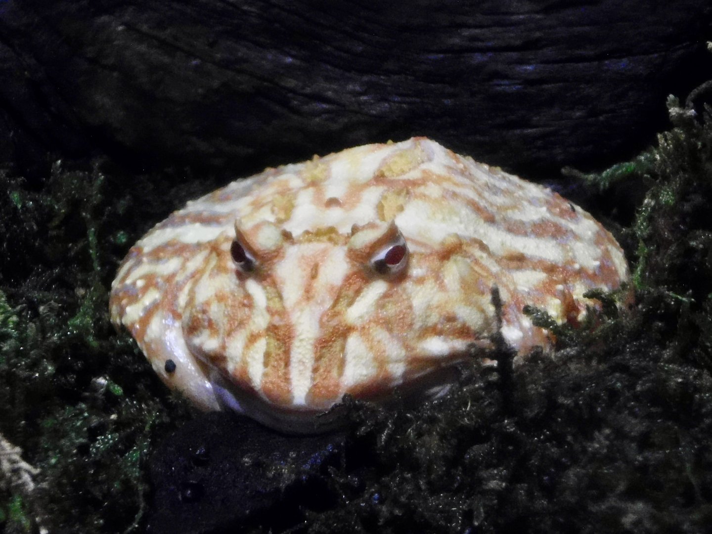 Cranwell's Horned Frog (Ceratophrys cranwelli) October 26, 2025
