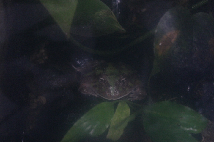 Cranwell's horned frog (Ceratophrys cranwelli)