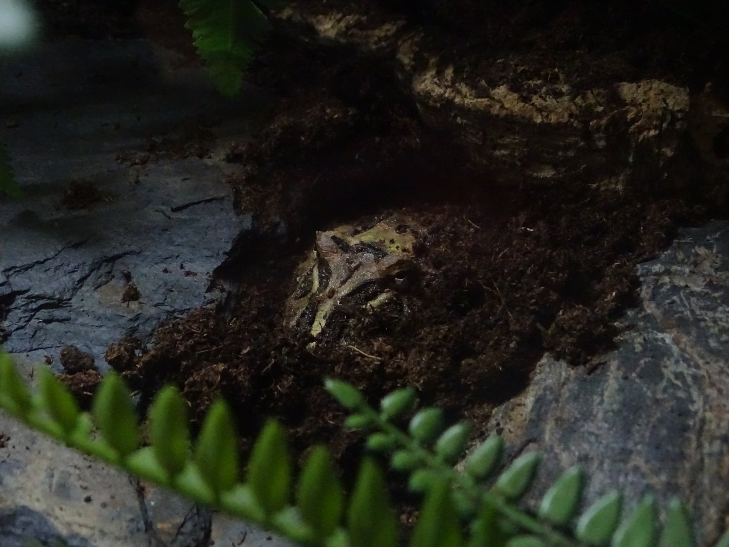 Cranwell's horned frog (Ceratophrys cranwelli)