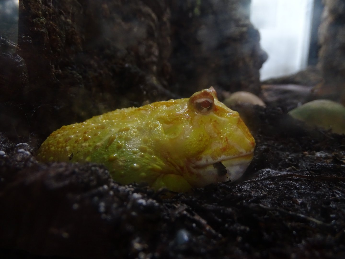 Cranwell's horned frog (Ceratophrys cranwelli)