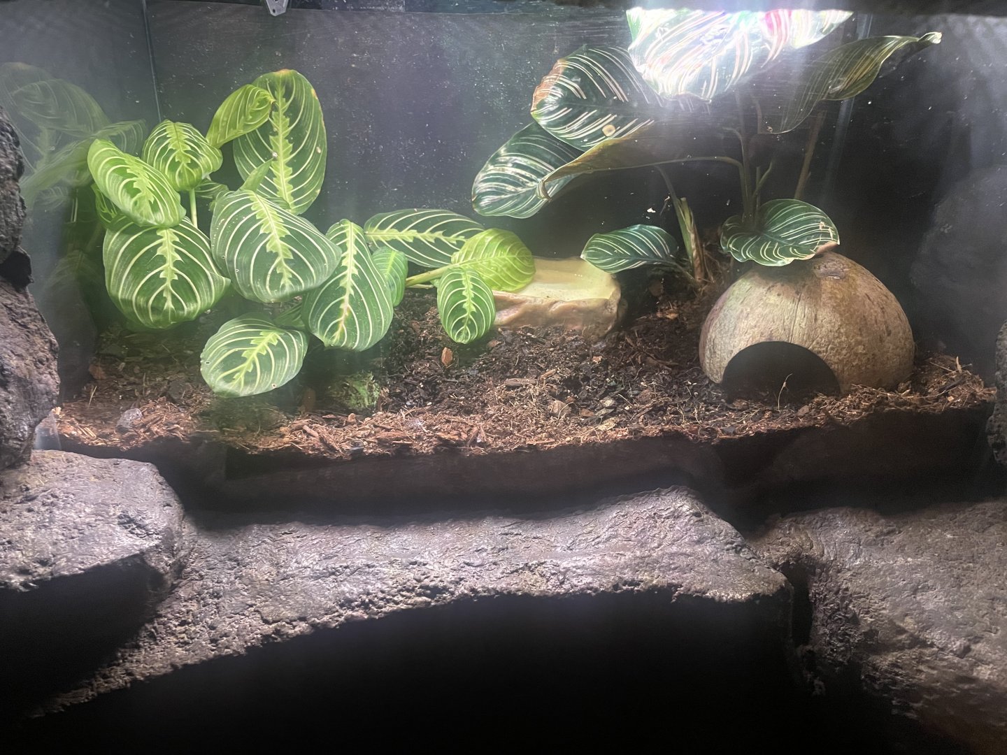 Cranwell’s Horned Frog Exhibit