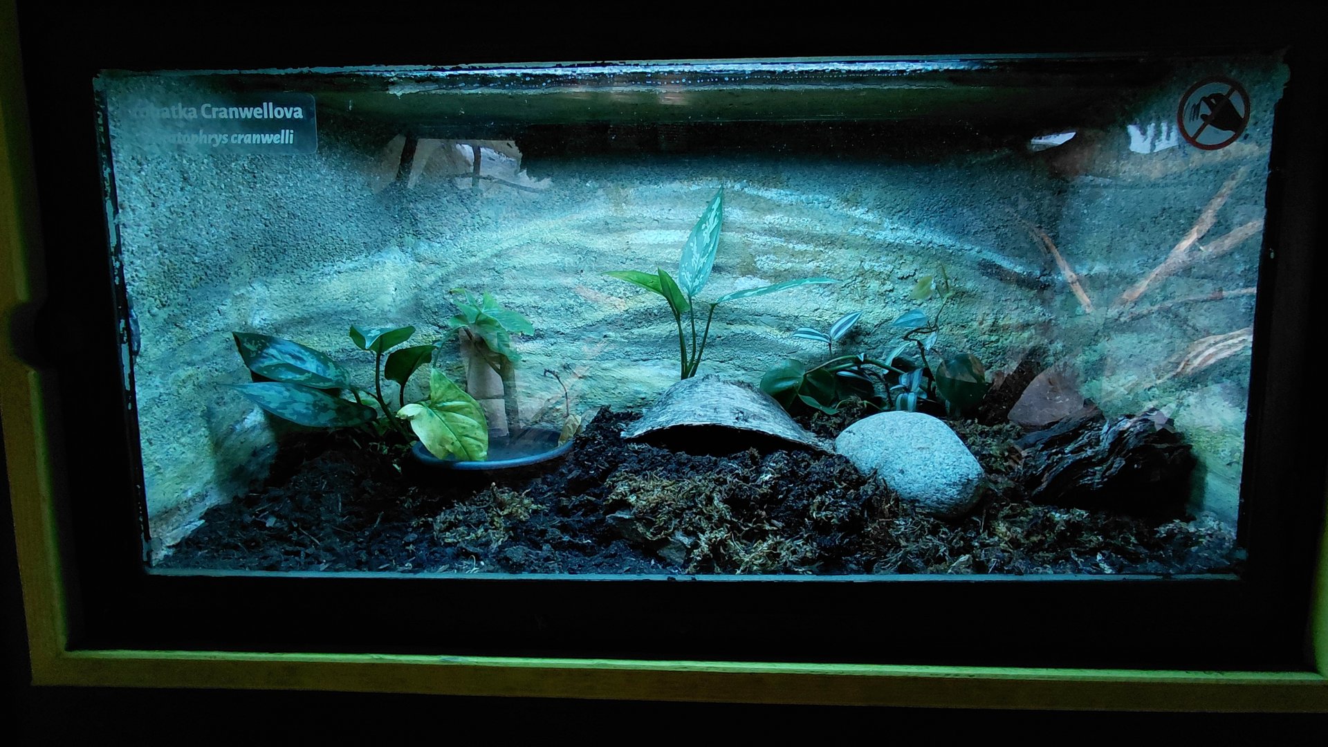 Cranwell's horned frog exhibit