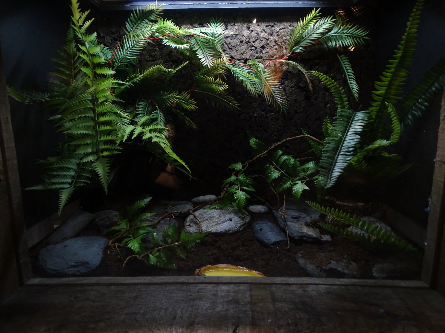 Cranwell's horned frog terrarium
