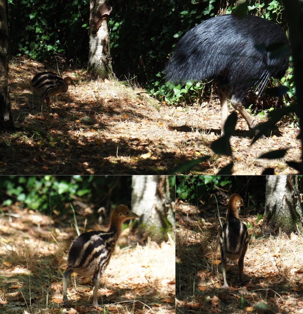 Crappy baby double-wattled cassowary shots