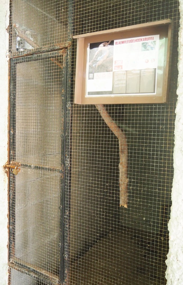 Crappy indoor aviary for blue-winged kookaburras, 2019-08-04