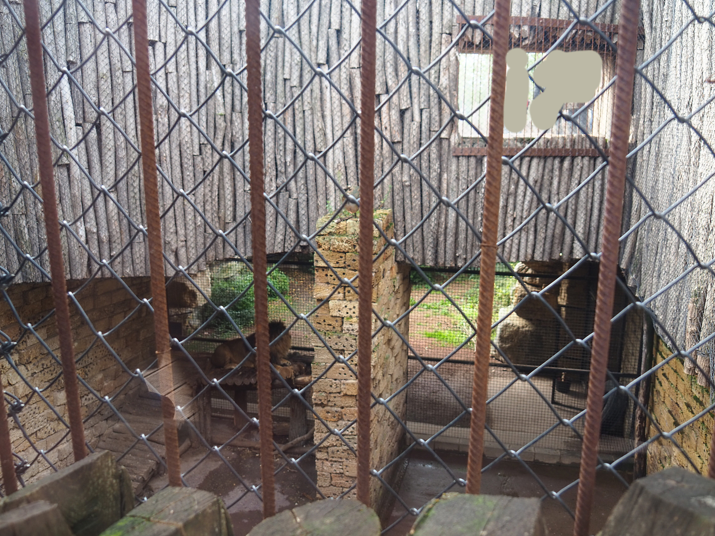 Crappy lion separation exhibit, 2019-10-04