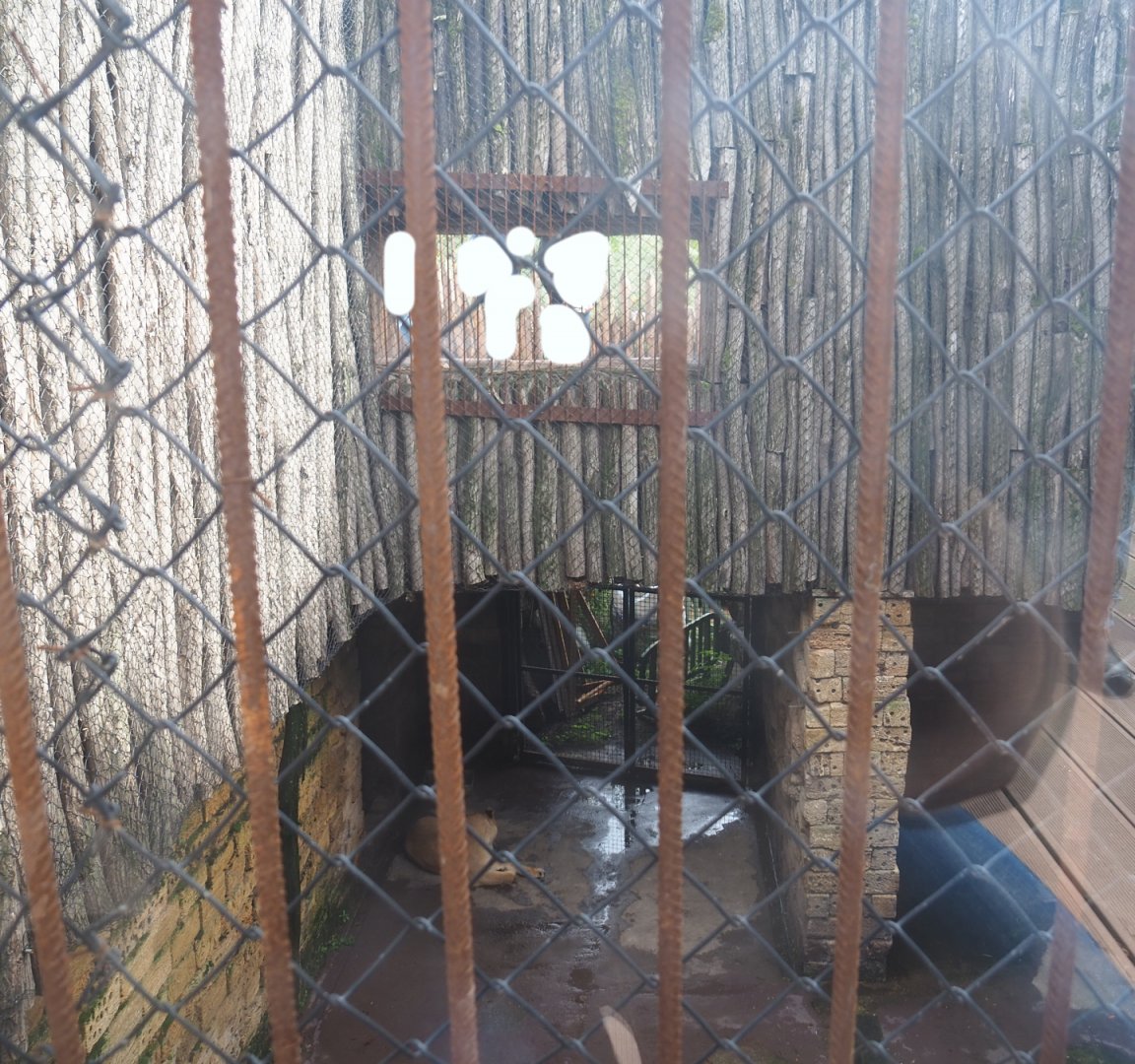 Crappy lion separation exhibit, 2019-10-04