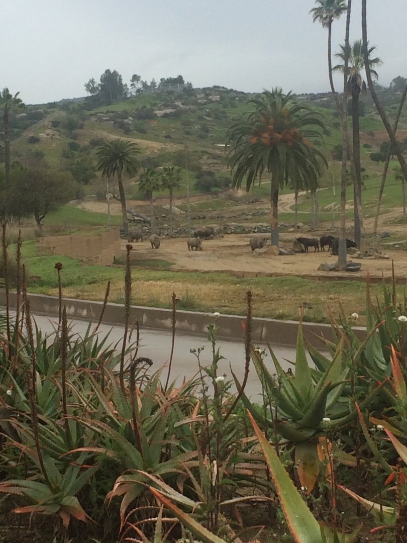 Crash of Southern White Rhino and herd of Cape Buffalo