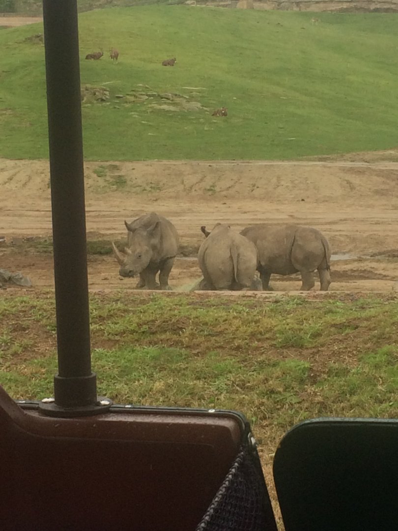 Crash of Southern White Rhinos