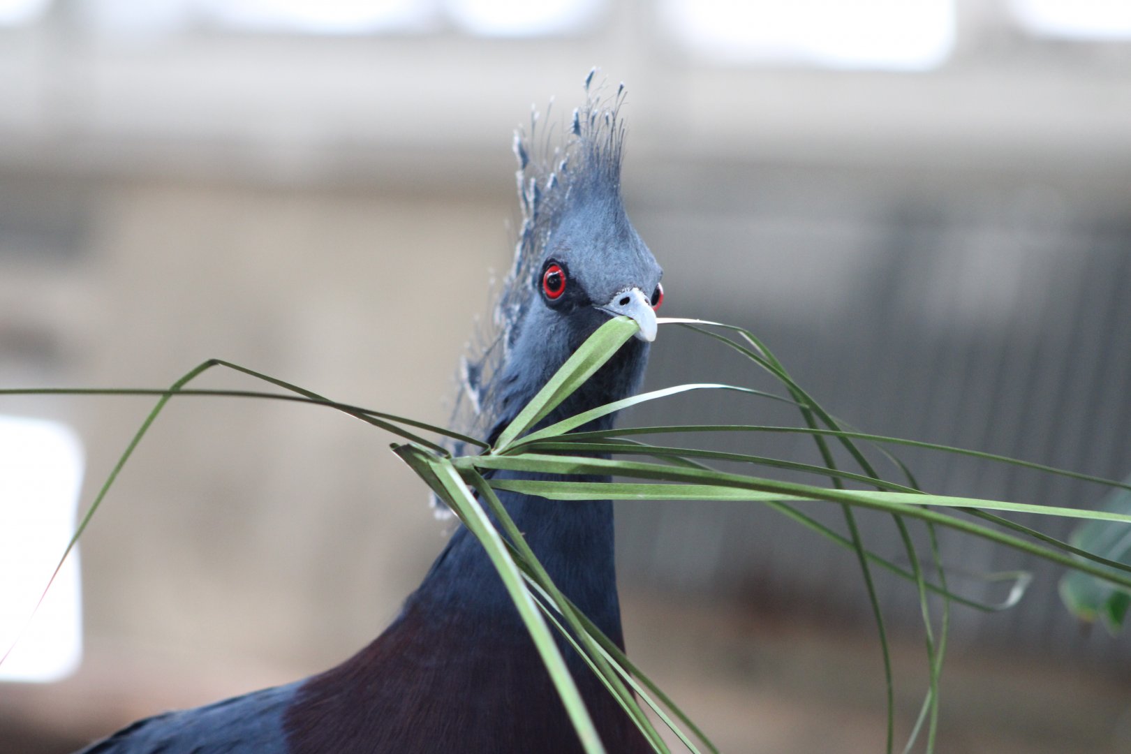 Crash the Victoria Crowned Pigeon (Goura victoria)