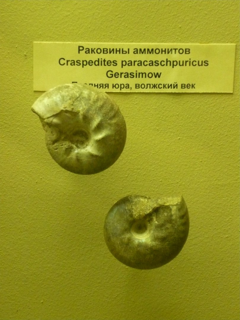 Craspidites paracaschpuricus