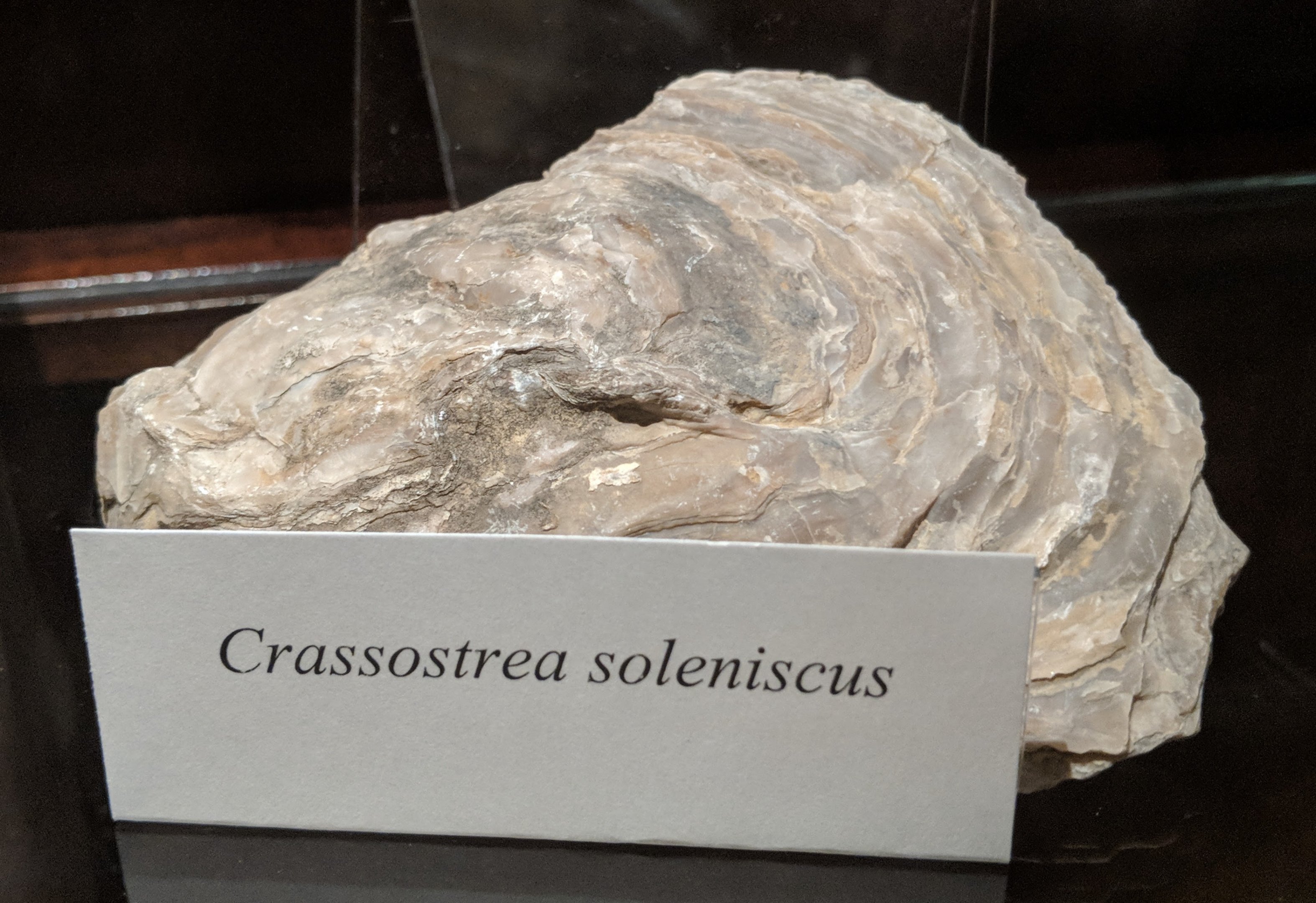 Crassostrea soleniscus