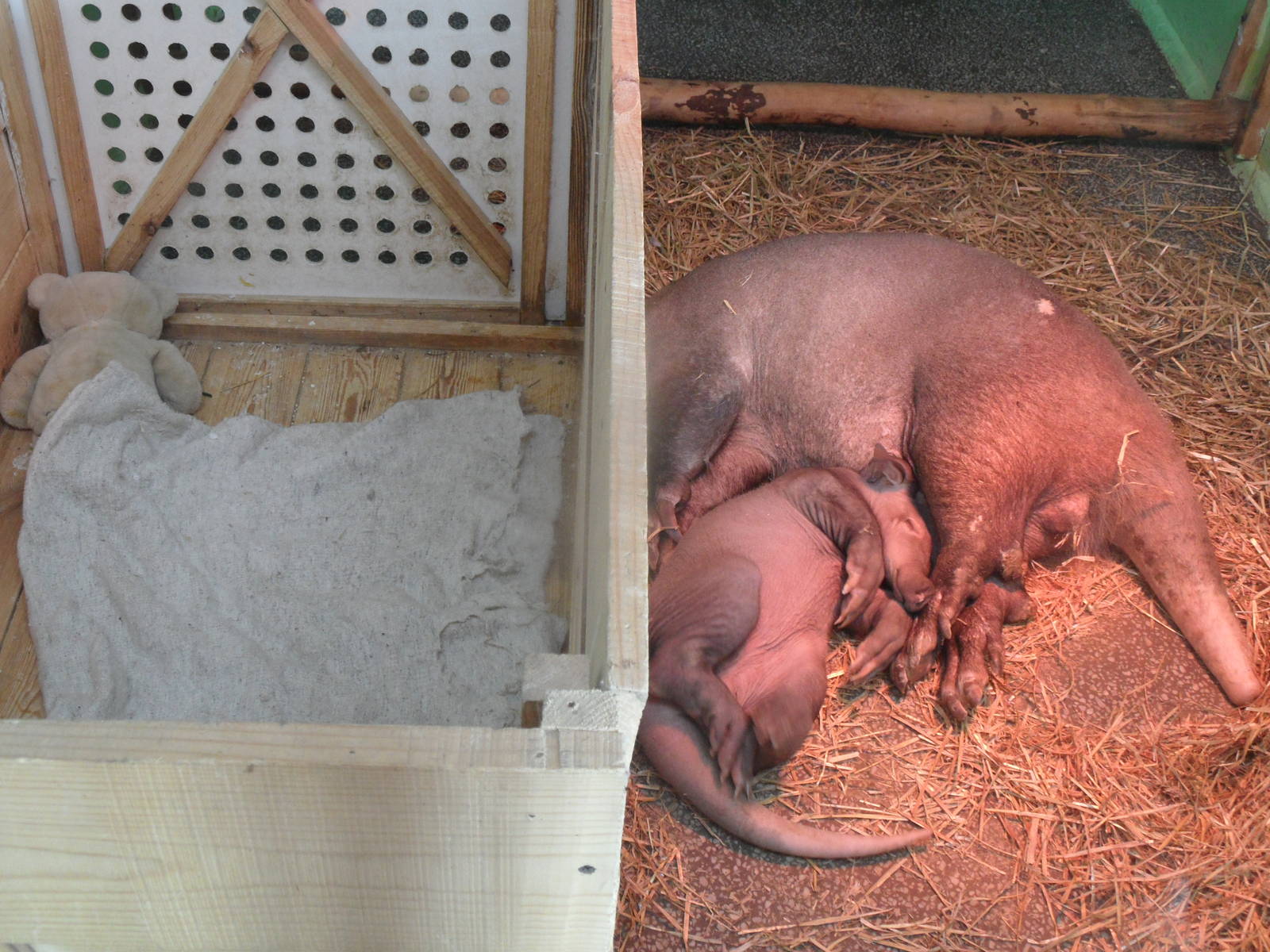 Crate for aardvark calf