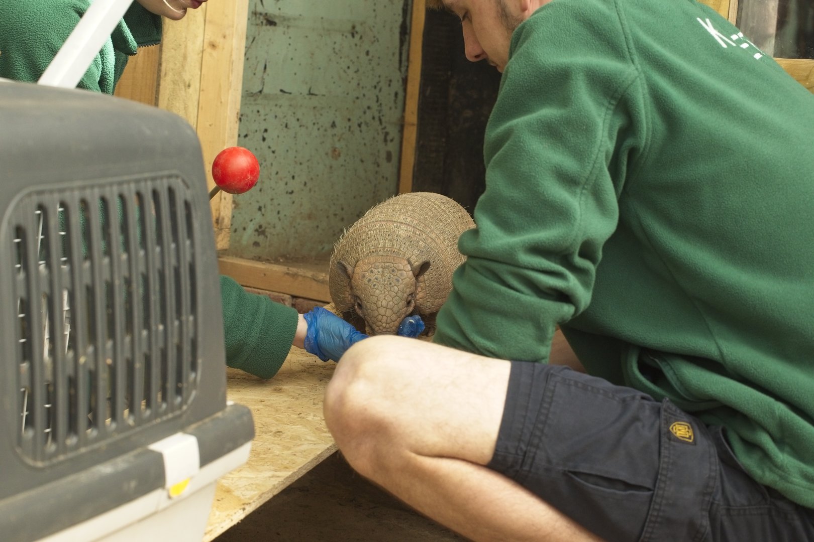 Crate training Digby.