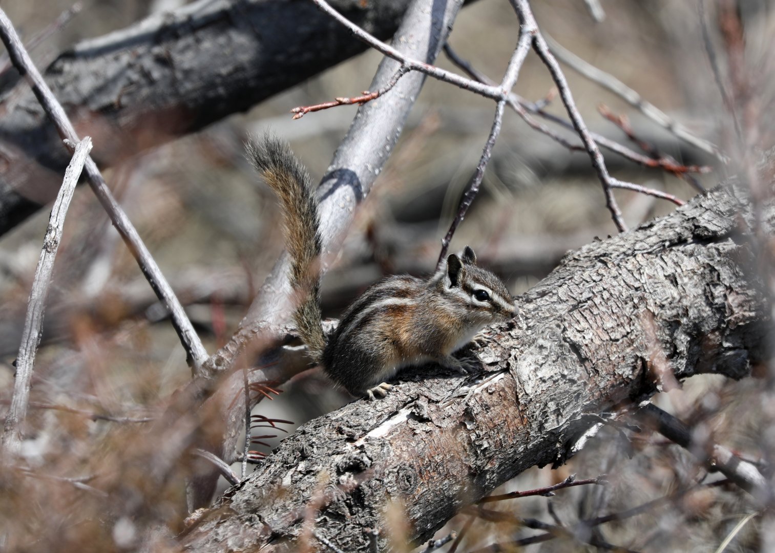 Crater Chipmunk (Neotamias cratericus)