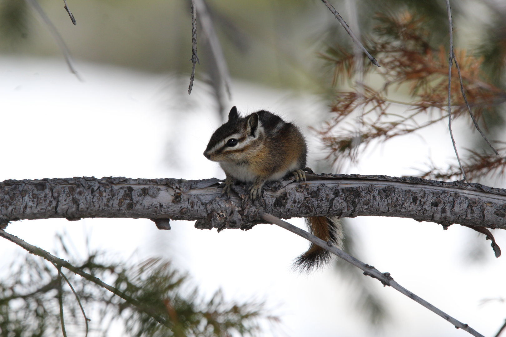 Craters of the Moon Chipmunk