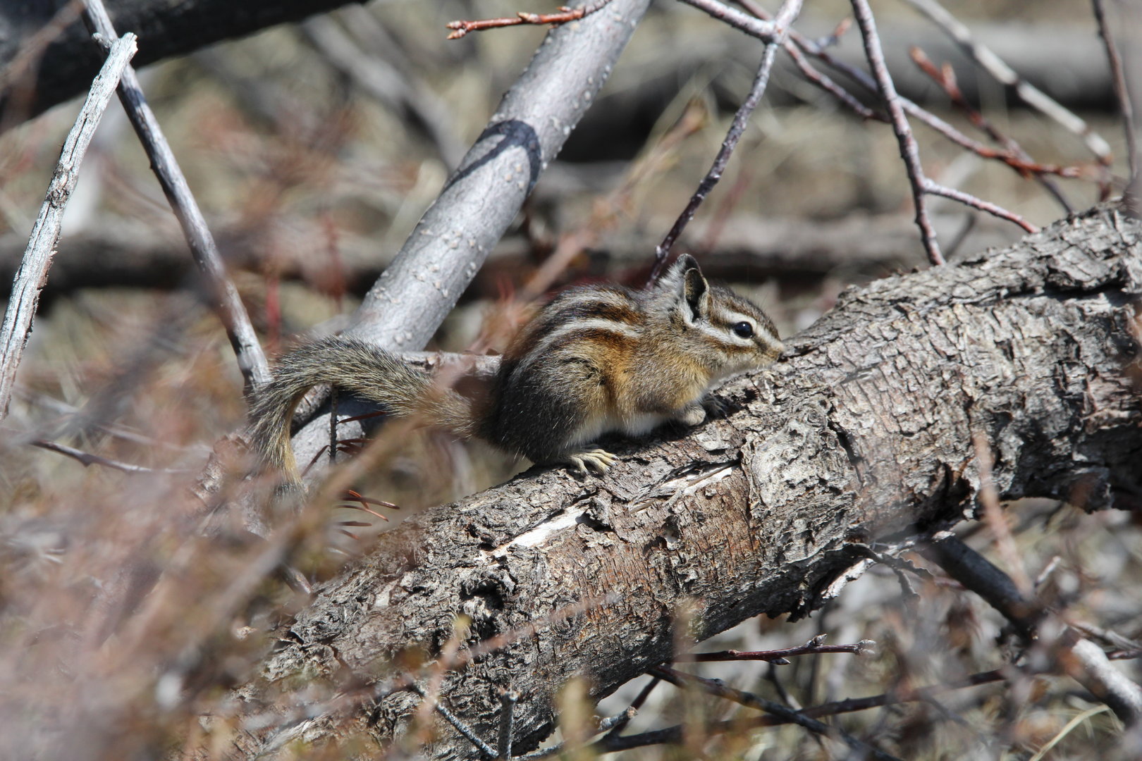 Craters of the Moon Chipmunk