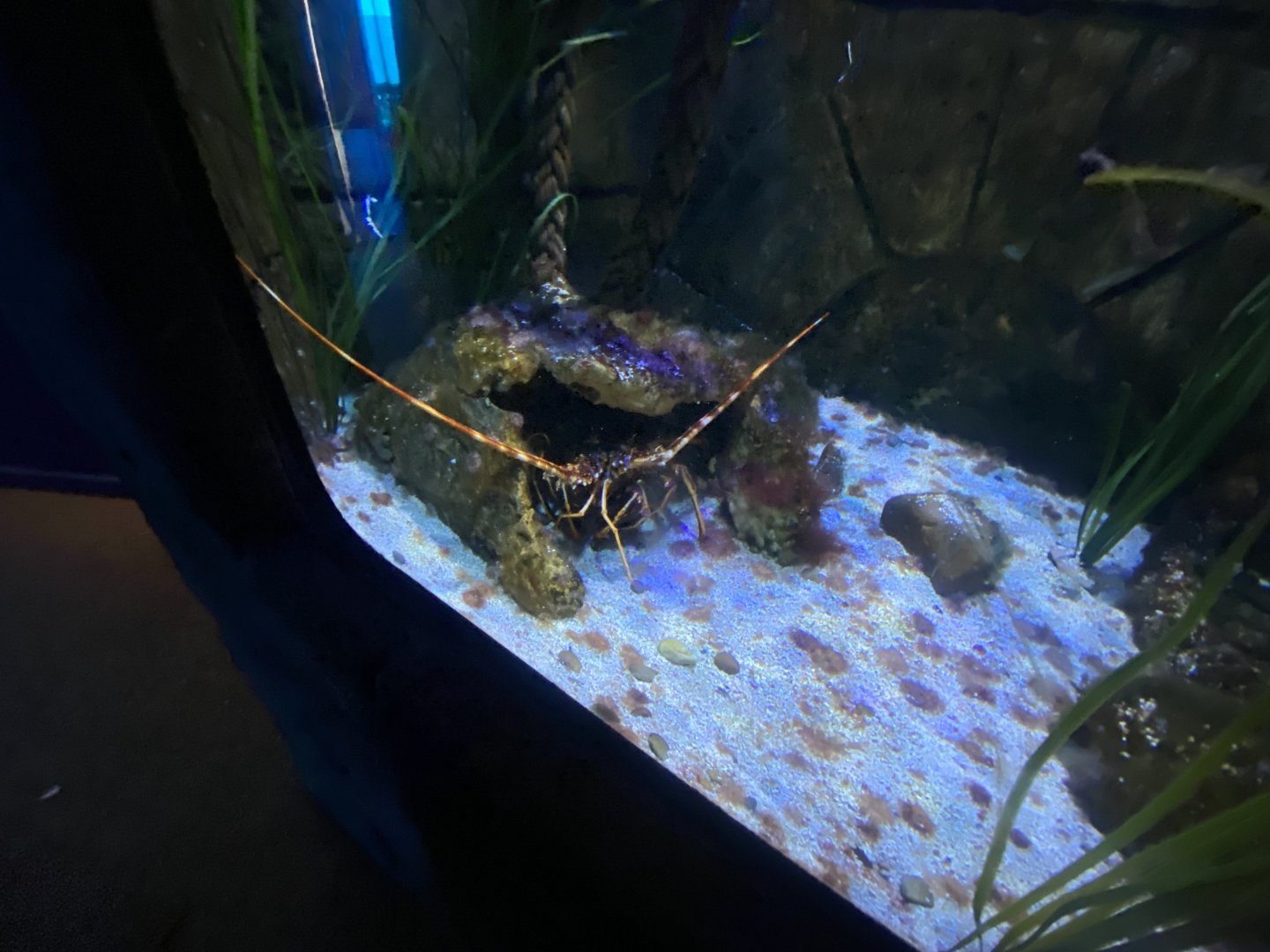 Crawfish exhibit 060125