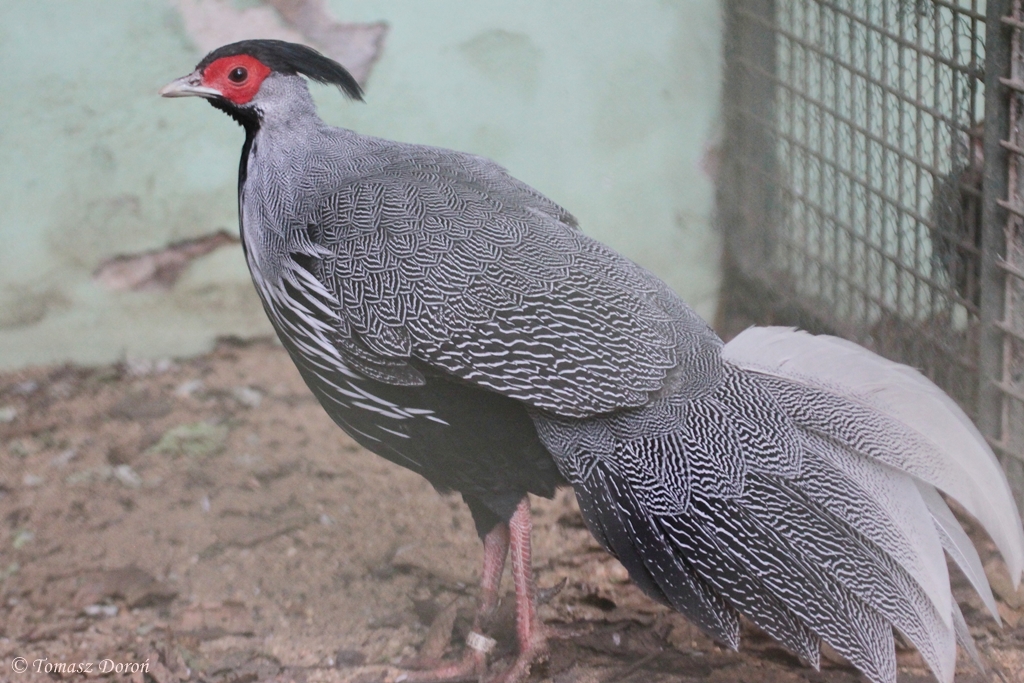 Crawfurd's Kalij Pheasant (Lophura leucomelana crawfurdi) male