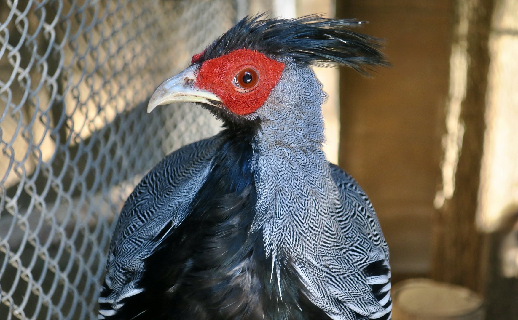 Crawfurd's Kalij Pheasant (Lophura leucomelanos crawfurdii)