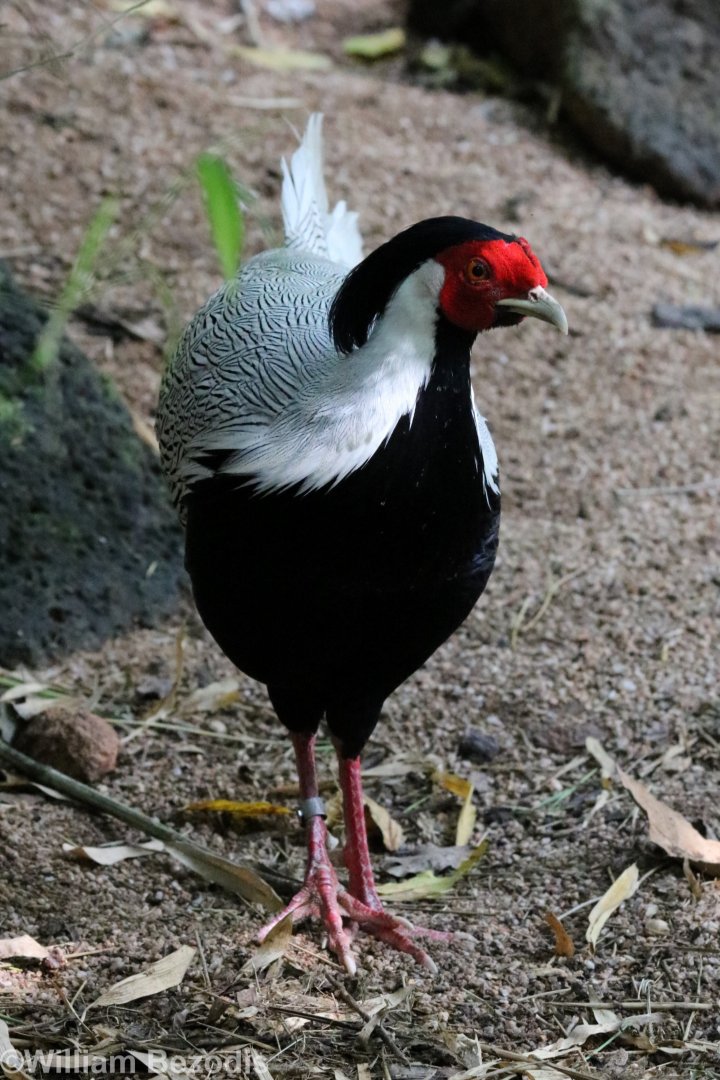 Crawfurd's Kalij Pheasant