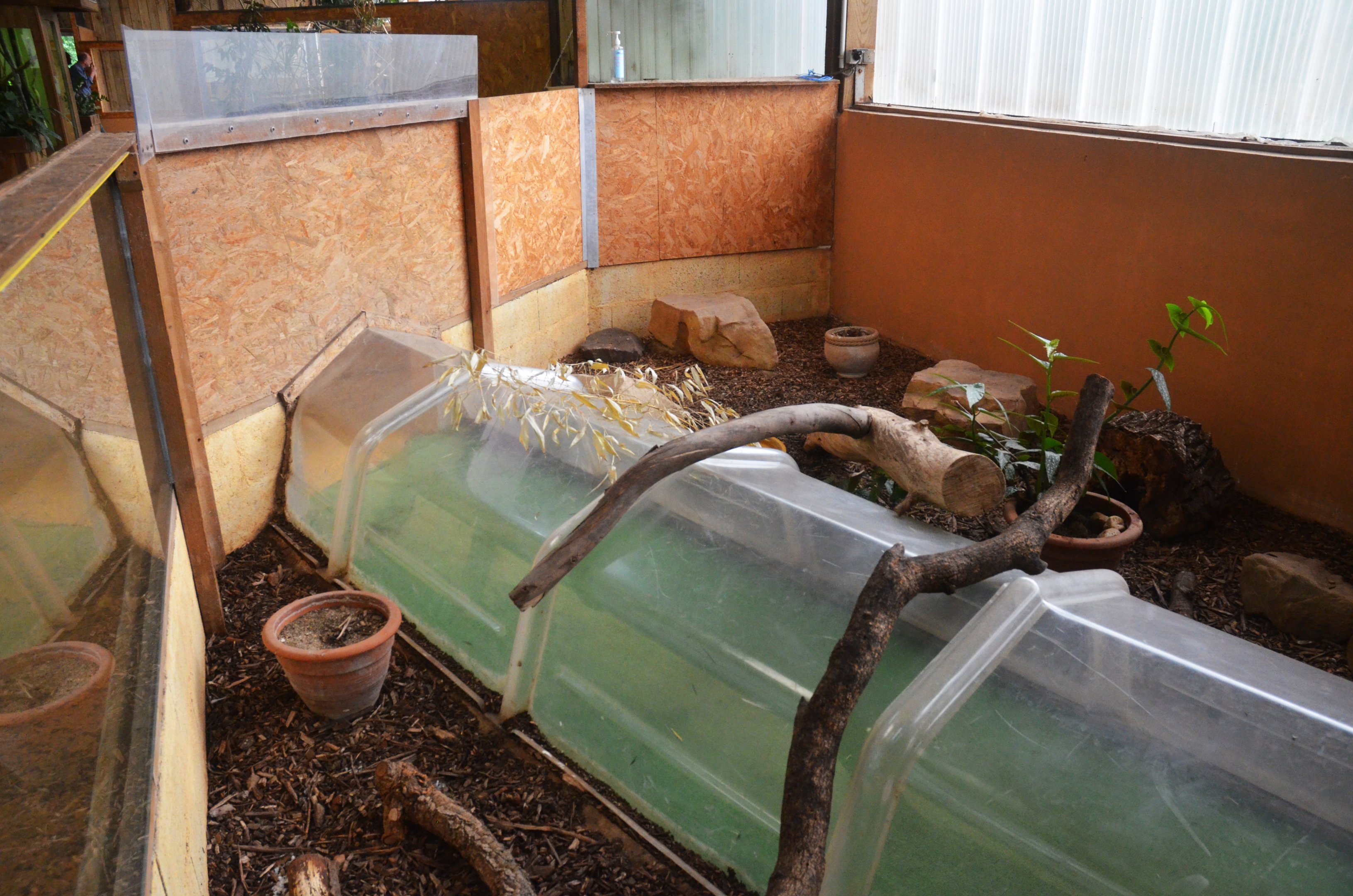 Crawl-through Corn Snake Exhibit in the Vivarium at Spaycific'Zoo, 13/06/18
