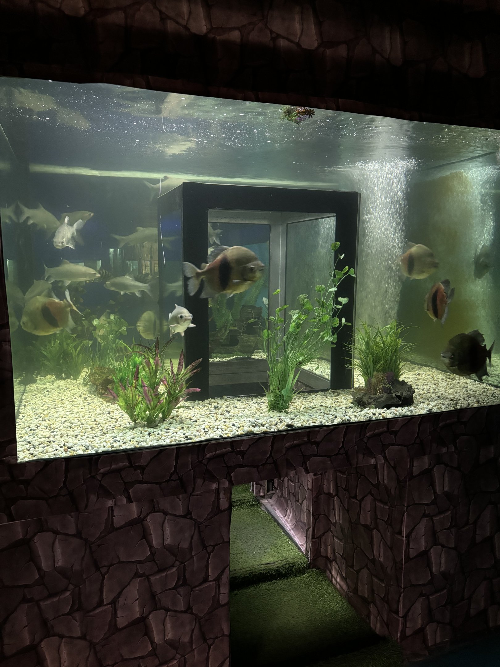 Crawl-through Tunnel Tank