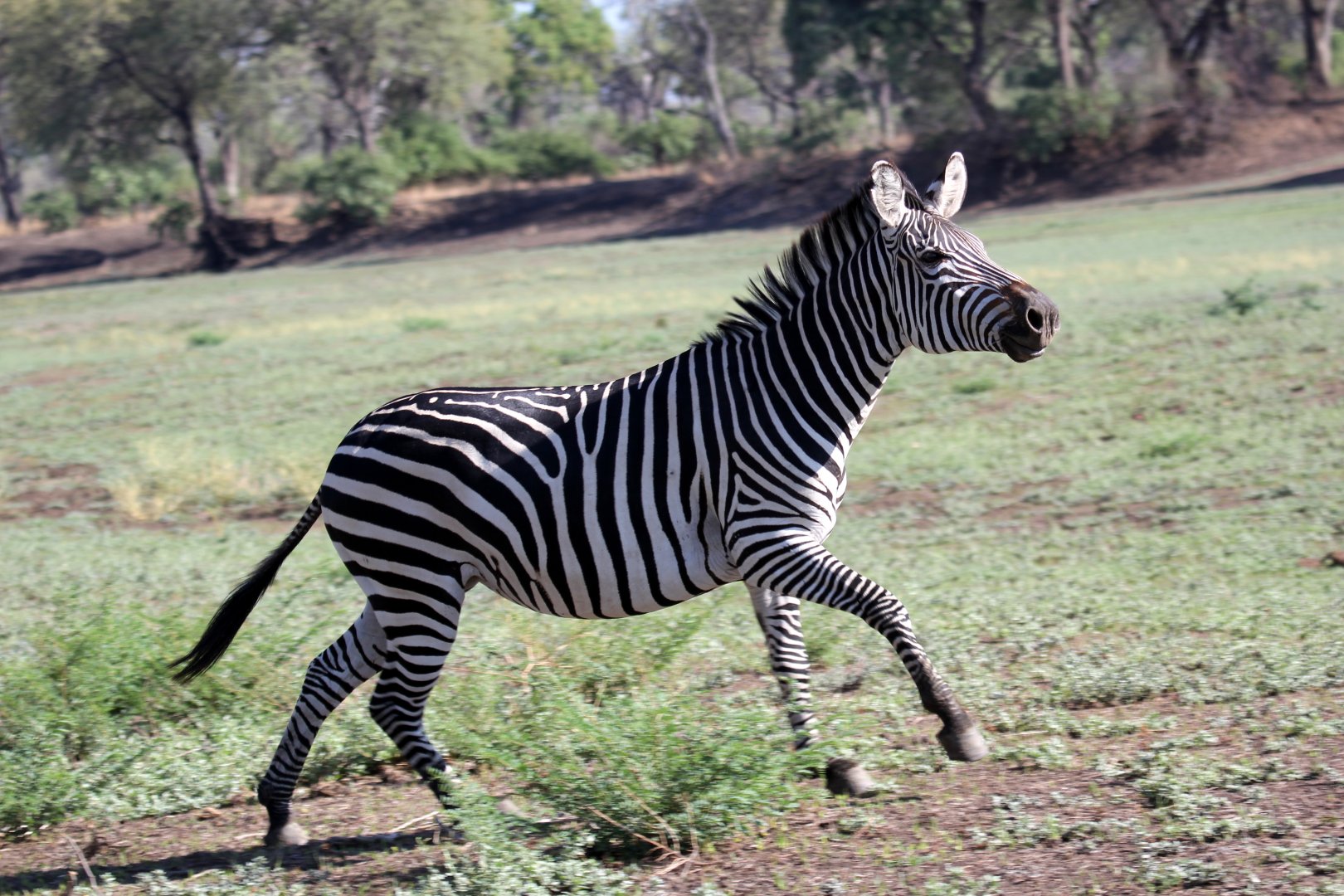 Crawshay's zebra (Equus quagga crawshayi)