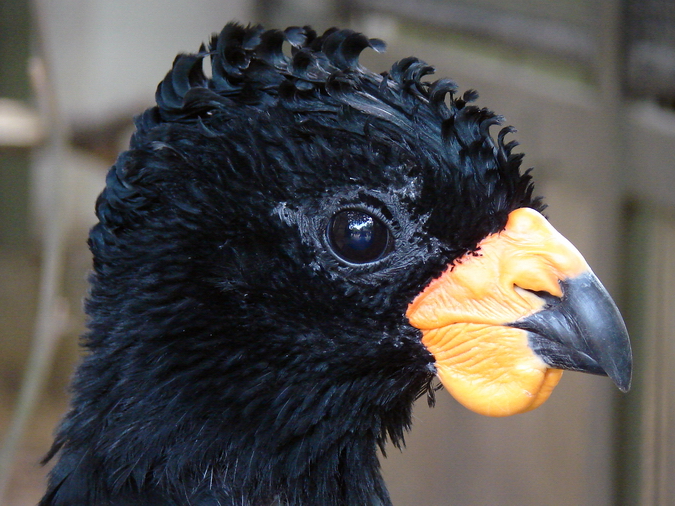 Crax blumenbachii / Red-billed curassow (male)