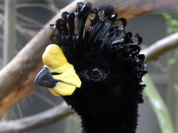 Crax daubentoni / Yellow-knobbed curassow (male)