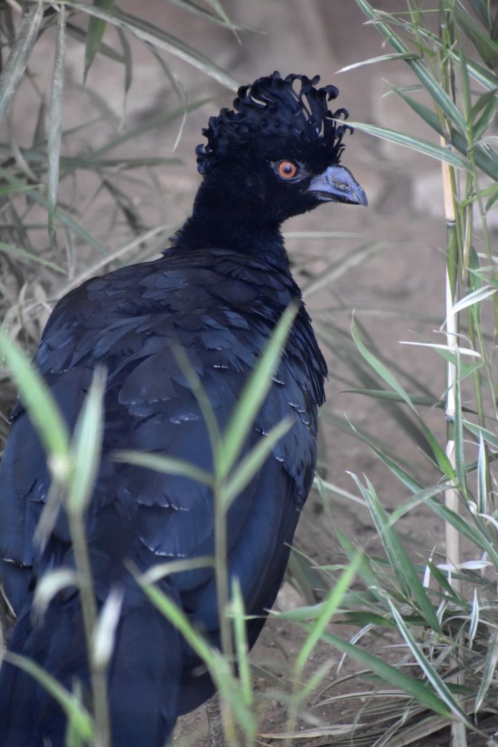 Crax daubentoni - Yellow-knobbed Curassow / Zoo d'Upie 2024
