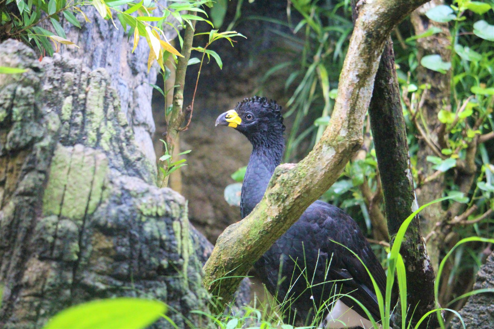 Crax  fasciolata / Bare-faced Curassow ; male