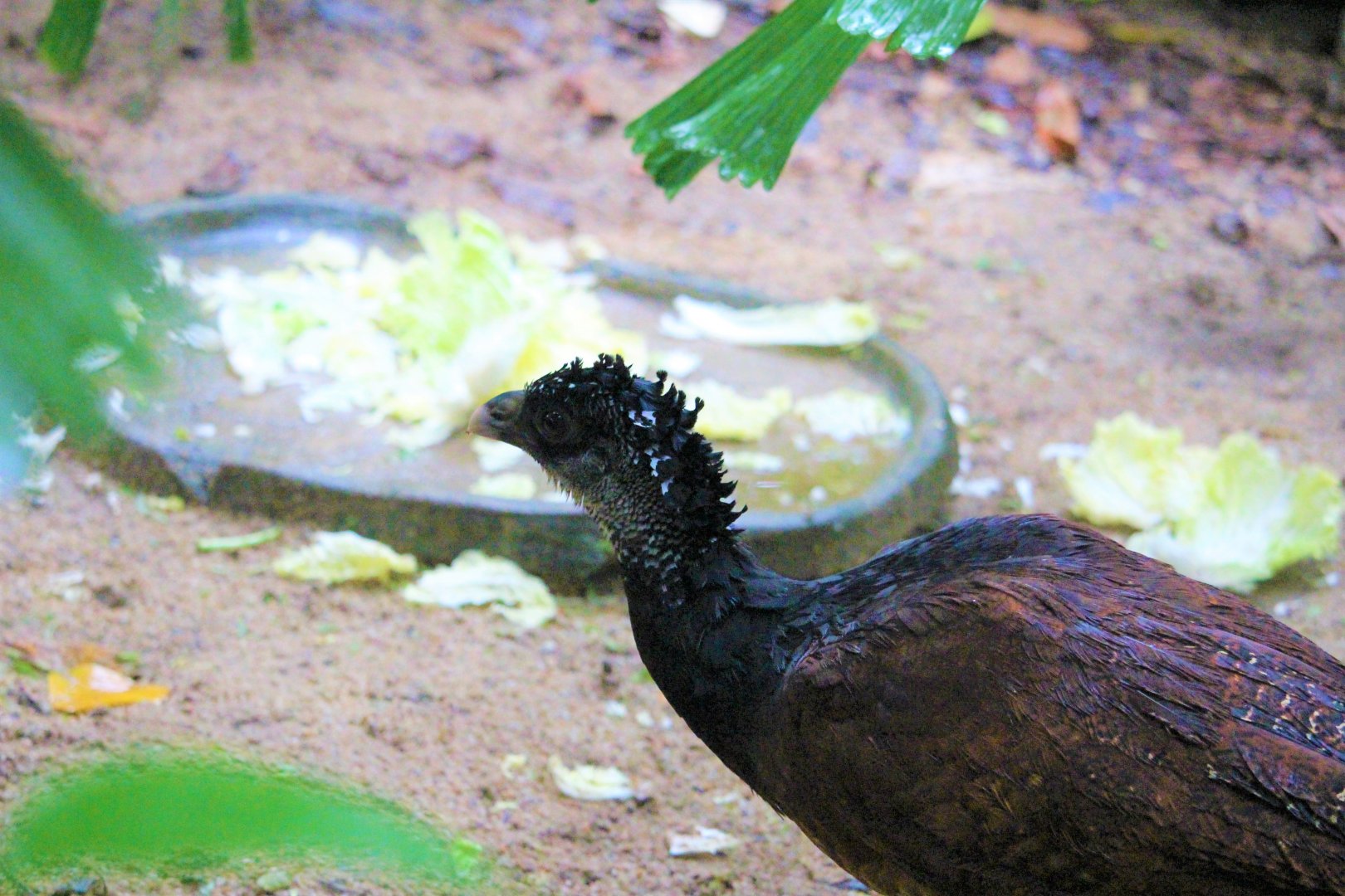 Crax rubra / Great Curassow ; female
