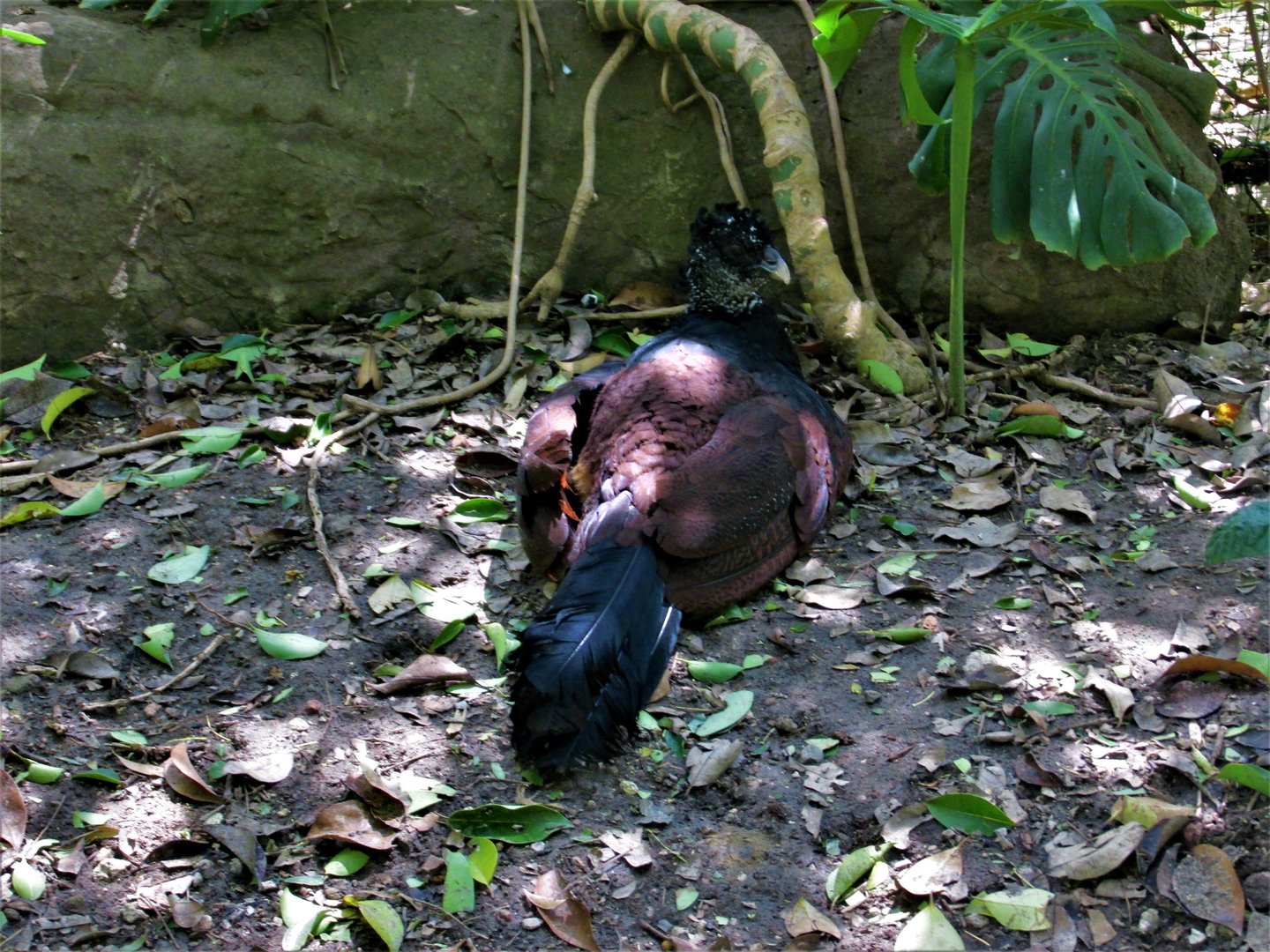 Crax rubra male Africam safari