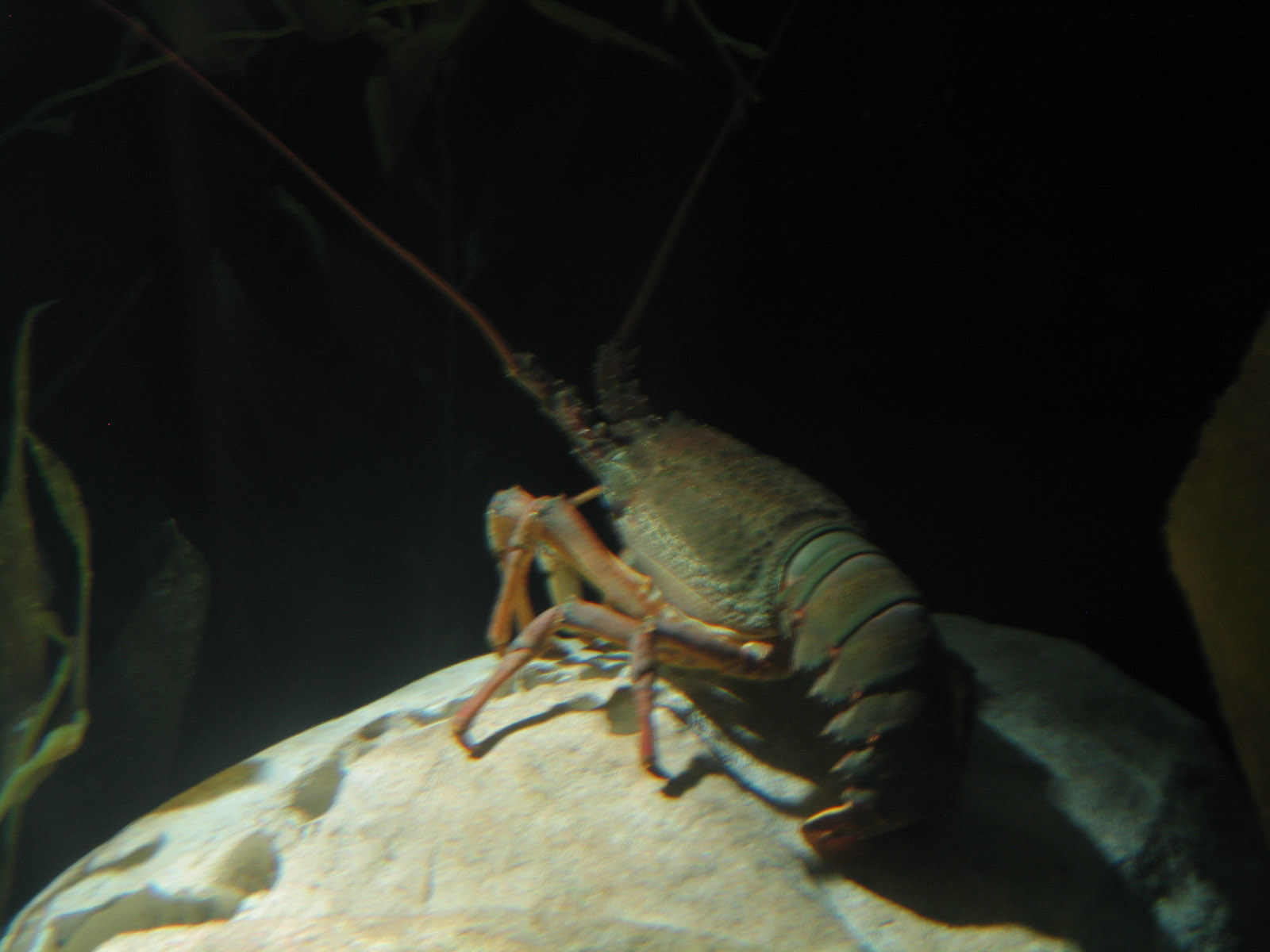 Crayfish? - Apr 2004