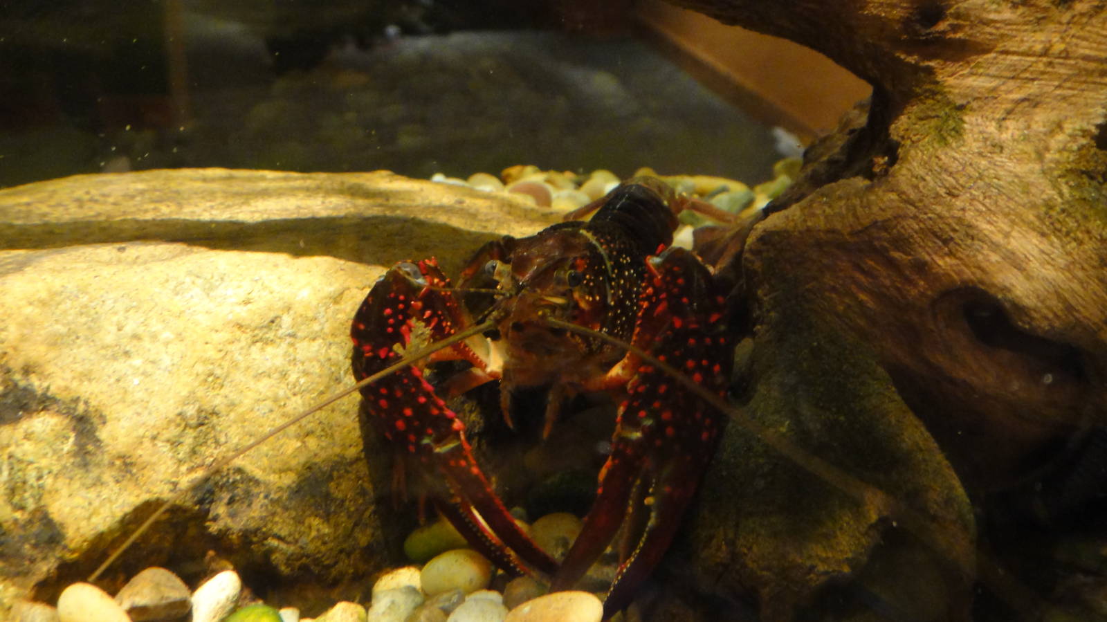 Crayfish at Museum of life and science 2015-1-31