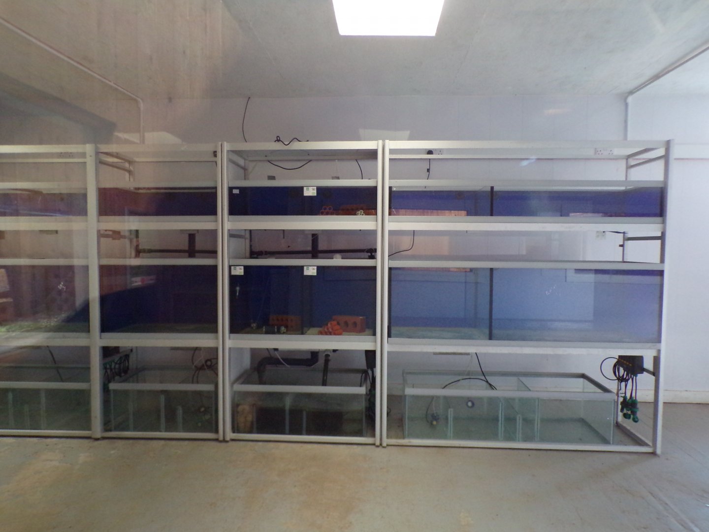 Crayfish breeding tanks 14.10.23